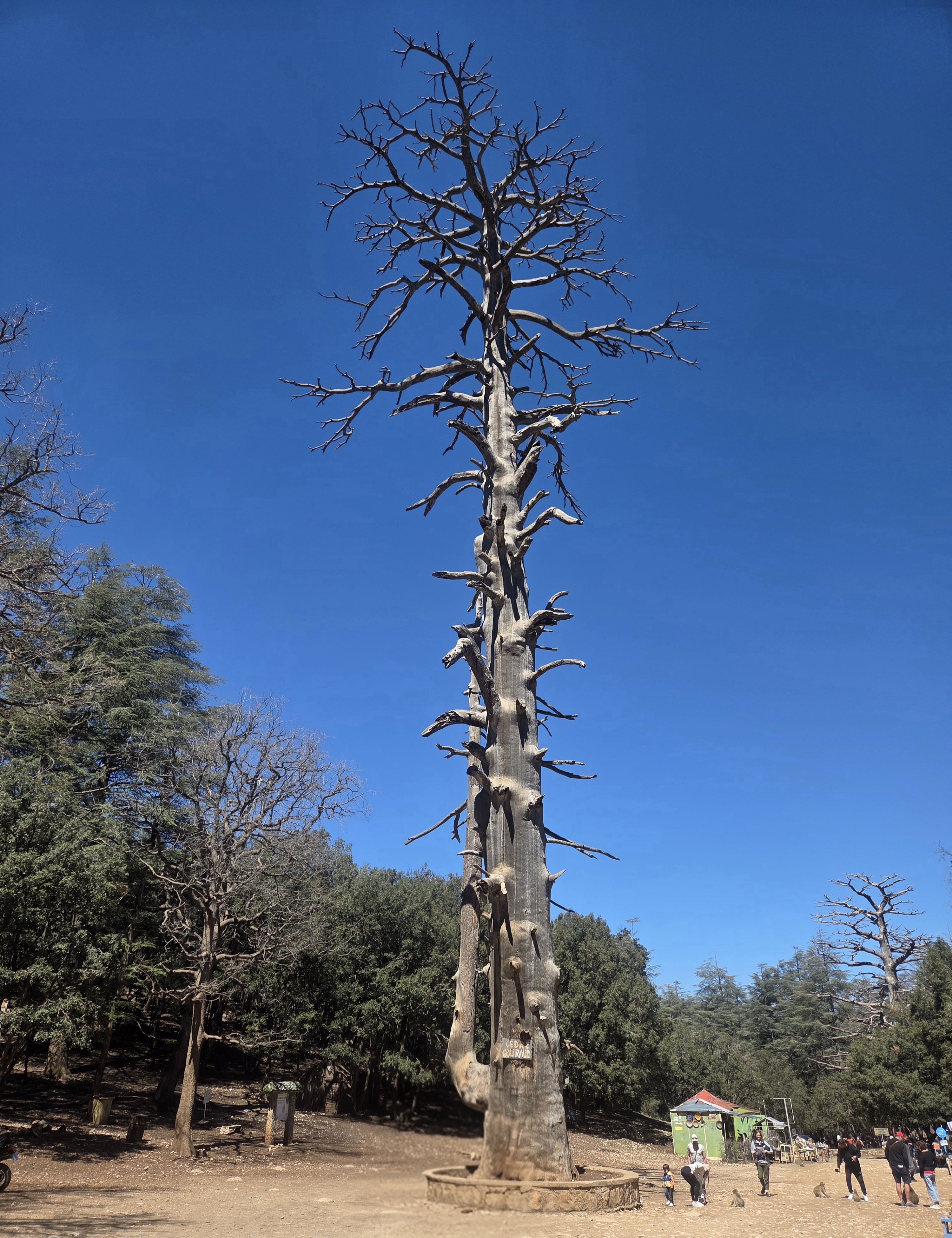 Cedro Gouraud, 40 metros de alto y vivió durante unos 800 años