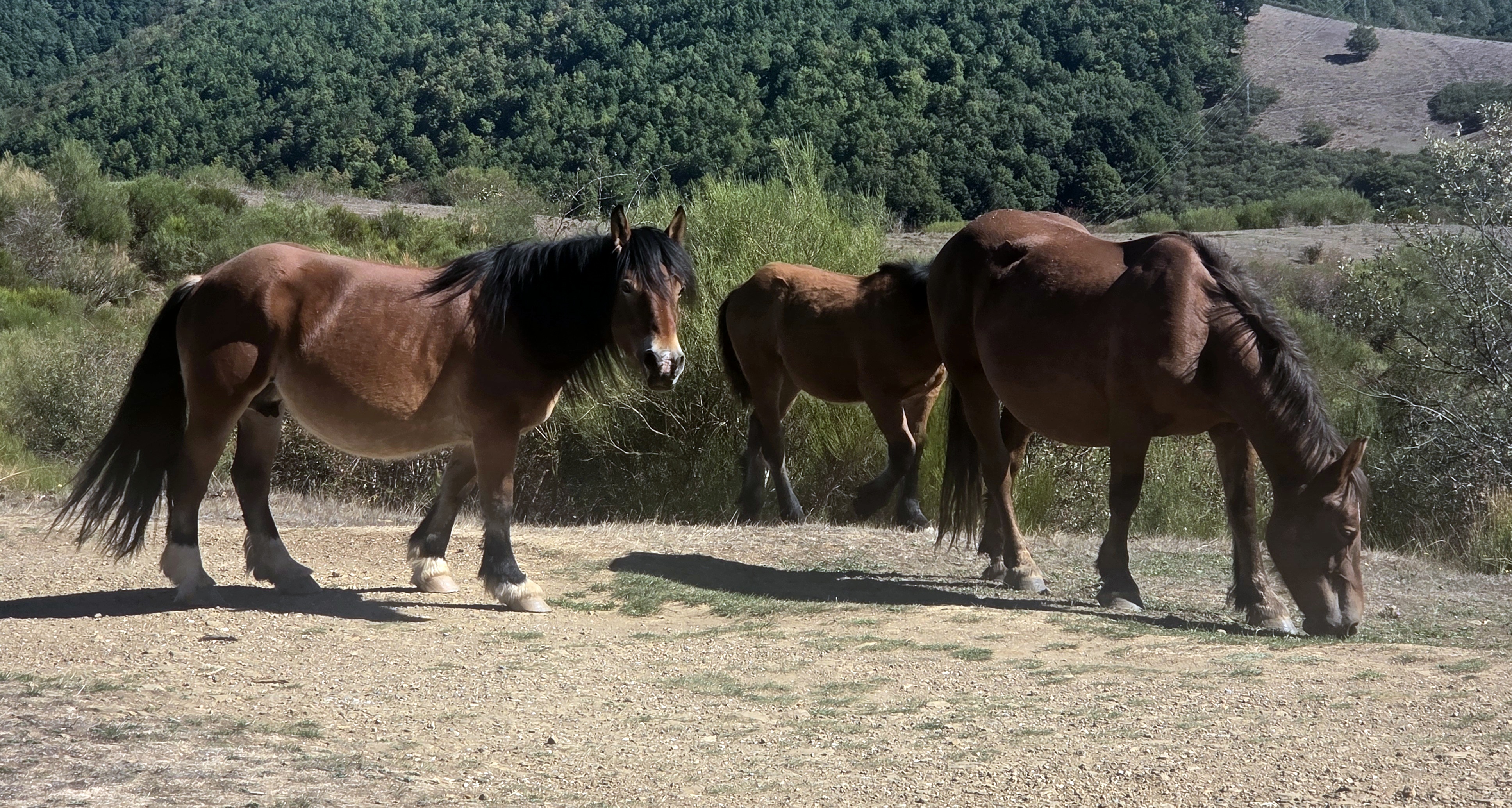 Caballos Hispano-Bretones